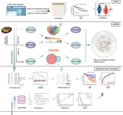 Fatty Acid Metabolism-Related lncRNAs Are Potential Biomarkers for Predicting the Overall Survival of Patients With Colorectal Cancer